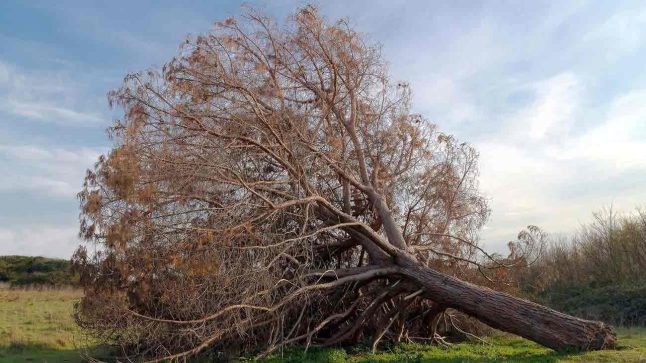 ein abgest&uuml;rzter Baum