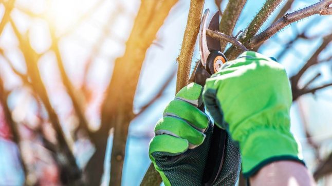 Hand schneidet dünne Äste mit einer Gartenschere