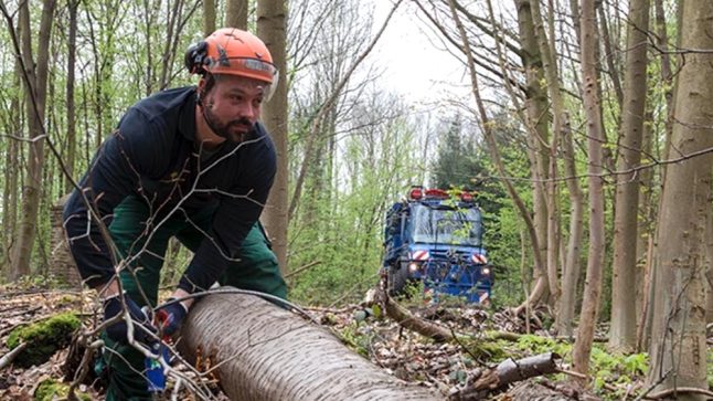 Professionelle Baumf&auml;llarbeiten im Wald durch Fachpersonal