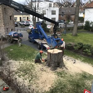 Mitarbeiter der Schatzgarten GmbH bei Baumf&auml;llarbeiten an einem gro&szlig;en Baumstamm
