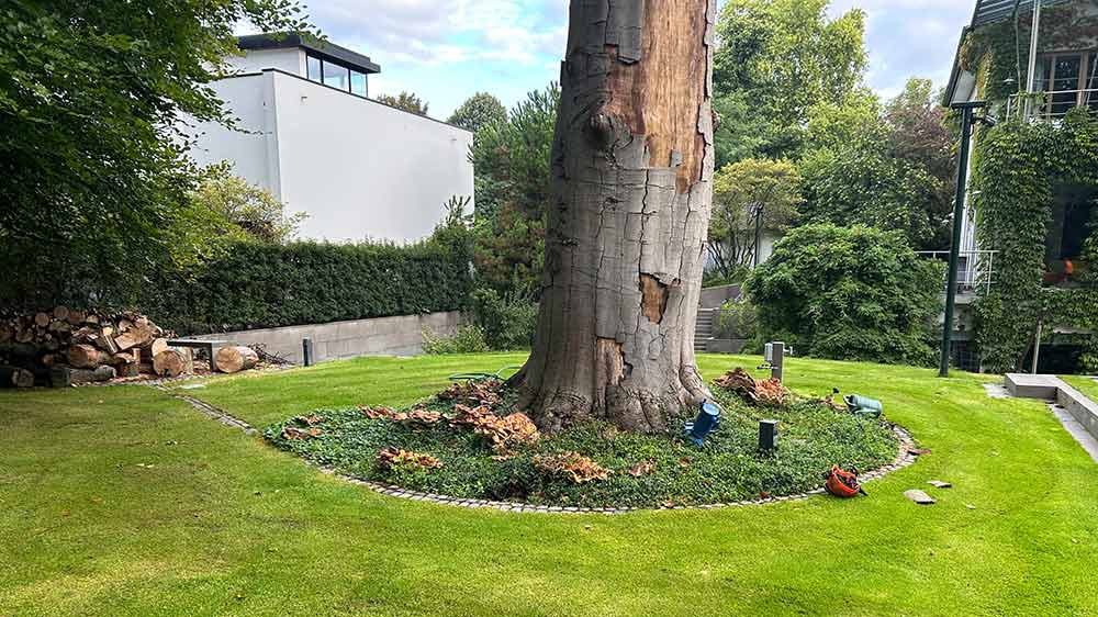 Gro&szlig;er Baum im gepflegten Privatgarten