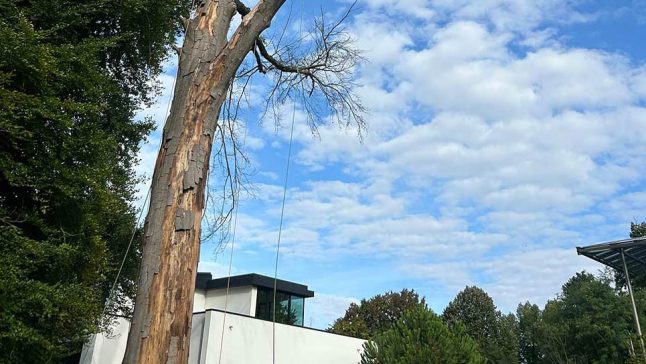 Gesch&auml;digter Baum vor kontrollierter F&auml;llung