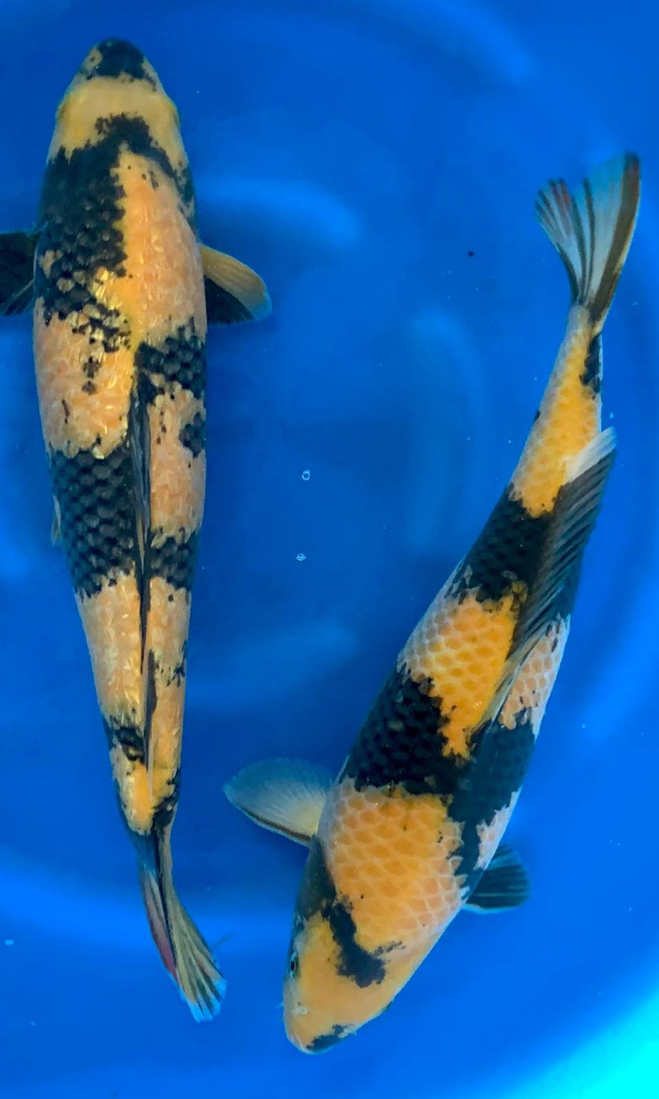 Koi Fische