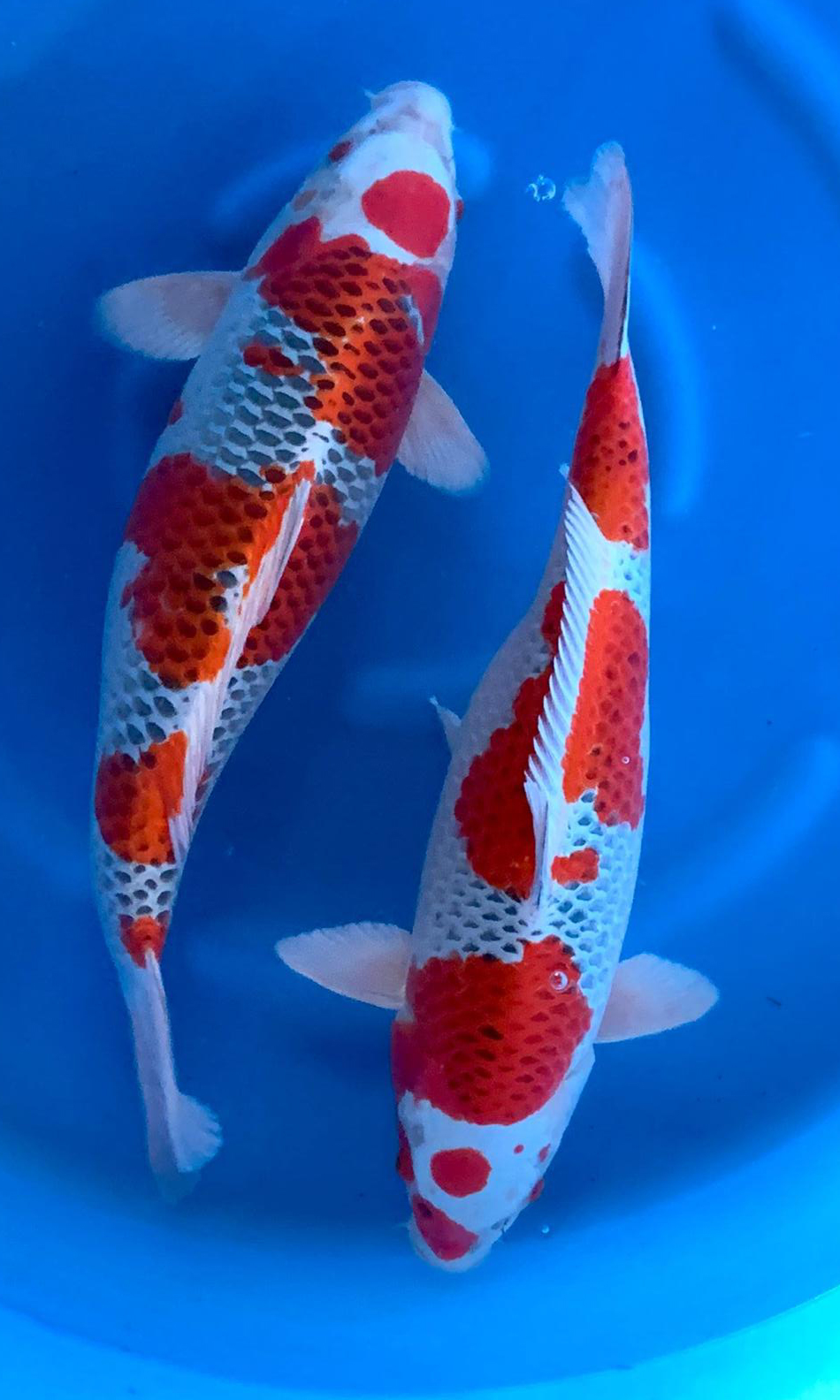 Koi Fische