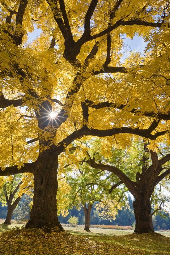 ein Nussbaum